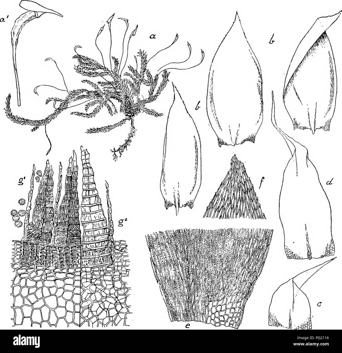 . Flore de Buitenzorg. La botanique. 1149 selten aufrecht, rapide, kleinmiindig cylindrisch schmal, lichtbraun. Kurz und Deckel krumm- geschnabelt tibrigen gi, wie bei E. Ban- dongiae. Ebenso die Ausbildung des Peristoms Sporeu und die. Mesophyt. Fig. 191.. Untodon cernuus C. MiiLL. a. Habitusbild (nat. Grosse), a' Kapsel f. c. Blattgrund, /. Blattspitze ^ b. Laubblatter '/. g'-. Peristom face dorsale, ventrale u g''. ansseres inueres Pericbaetialblatt, d. V- und Rinde un zwisohen Baumwurzeln, Steinen, besondei Gebirgslagen hoheren en den verbreitet. West-Java suis Gedeh unterhalb Tjibodas 1400 m. (F.) ; b Banque D'Images