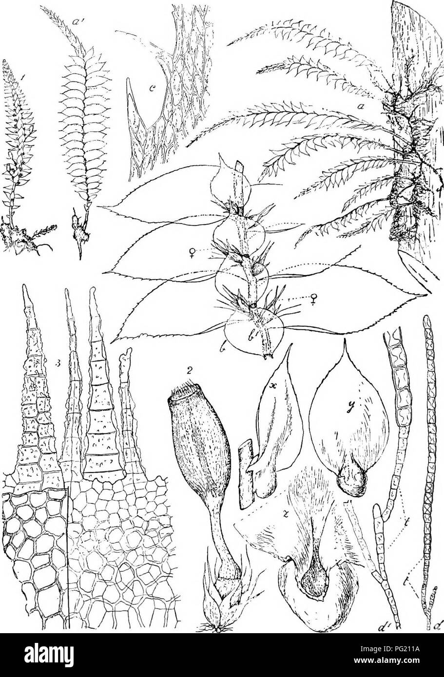 . Flore de Buitenzorg. La botanique. Fig. 184. Cyathophorella spinosa (Ch. Mi'iLL.) Fi.scH. a. Habitusbild Wachstuniswoise und (nnt. Giosse) a'. Von der Pflanze (dorsale) Lichlseite gesehen (nat. Grosse). b. Beblatteiter Bliiten Stengel mit 9 gesehen ventrale. b'. AmpM- gasti'ien }. c. Blattzahnelung » Zellen mit/Brntkorper ^- â°' V ''â ¢ Unteior Teil des- selben -7-. t. Tingerzellen. Cyathophorella Adiantum (Mitt.). 1. Fruchtender Stengel (nat. Giosse). 2. '/Sporogon â ¢ 8. Poiistom -j. Cyathophorella iahitensis (Besch.). X. Amphigastiium Wnsseisnck mit/â ¢ ' !/Uasselbe doisal gesehen â ¢ C. Â", Wa Banque D'Images