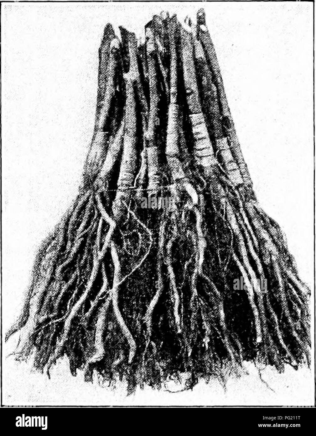 . La multiplication des plantes : les serres et les pépinières la pratique . La propagation de la plante. 198'ACATIDN rKOl usine direction générale et pour les rendre supérieurs à iintransplanted, tant pour l'écussonnage et le greffage. De nombreux pépiniéristes américains considèrent les stocks japonais plus fort que le français, mais les pépiniéristes français ne seront pas les utiliser parce qu'il y a des producteurs de fruits des préjugés contre eux. Un peu de poire, de semences d'arbres, principalement de l'KieiTer est recueilli dans le Maryland, le Delaware et le New Jersey, conserveries et utilisé aux États-Unis, mais les pépiniéristes envisager la semence depuis le Japon d'être mieux. Si la plupart des semences de poire japonaise- lings sont imp Banque D'Images