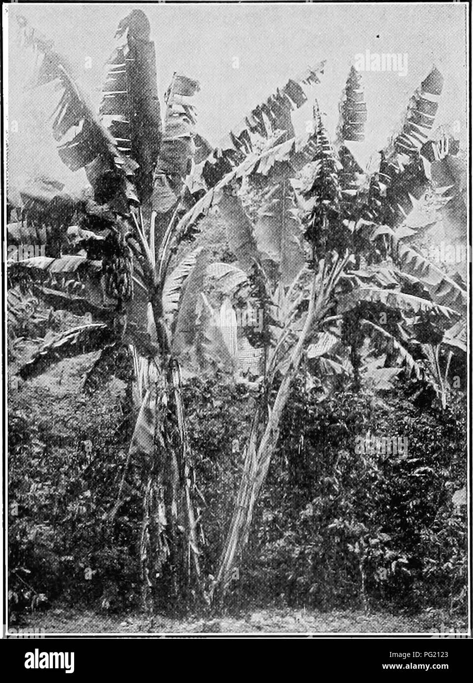 . Un manuel de botanique pour les collèges et universités ... La botanique. 585 feuilles de bananes (fig. 846) ; (2) des plantes vertes à larges feuilles rigides et, ce qu'on appelle la scleraphylls à larges feuilles, comme le chêne et le houx (fig. 809) ; (3) des plantes vertes avec raideur, l'aiguille, comme les feuilles, comme dans le pin et l'épicéa (fig- 955) ; (4) des plantes vertes, comme désert succulentes Agave (fig. 921) ; et (5) arbres sans feuilles, comme le cactus (fig. 1035) et de l'éphédra. Une transition vers de- ciduous arbres est vu dans le potentiel jamais- verts, comme l'Ilex decidua, qui, bien que les feuillus dans les états du nord (tel que suggéré par th Banque D'Images