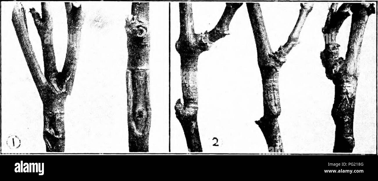 . La multiplication des plantes : les serres et les pépinières la pratique . La propagation de la plante. 182 J'rivOPAGATION LAiNT fait analj'scs de poiriers deux ans à partir de la greffe sur fjuince et stocks de poires pour déterminer la quantité relative de ])lant aliments de base dans les tiges des deux séries de plantes. Il a été constaté qu'au cours de l'automne et l'hiver réserver question était nettement plus ahundant dans la tige sur le coing stock. Au printemps", par conséquent, la poire sur le coing était enaljled à fournir plus de nourriture question pour la formation des fruits et de la production agricole a considérablement augmenté. Encore une fois, l'alimentation de réserve dans les tiges est plus près le fruit t Banque D'Images