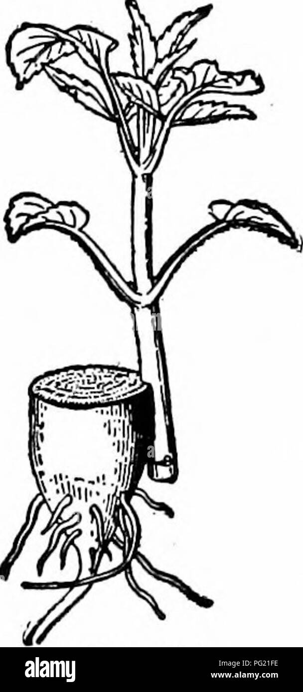 . La multiplication des plantes : les serres et les pépinières la pratique . La propagation de la plante. Usine rKOPAGATlON 164 Funkia cas cités ci-dessus, la cicatrisation anatomique a été effectuée par le parenchymatic les tissus. Pas hber ou hbro-structure vasculaire a été observée pour former entre cion et stock. Ainsi, le transport de sap a été entravée, et tôt ou tard, les deux parties sont morts. Par util- izing les racines aériennes de certains des monocotylédones à compléter l'amortissement de la cion, le succès a été atteint avec plusieurs plantes. Cela montre que l'absence de greffes avec des monocotylédones capables de régénérer leurs tissus est due à l'insuffisance vasc Banque D'Images