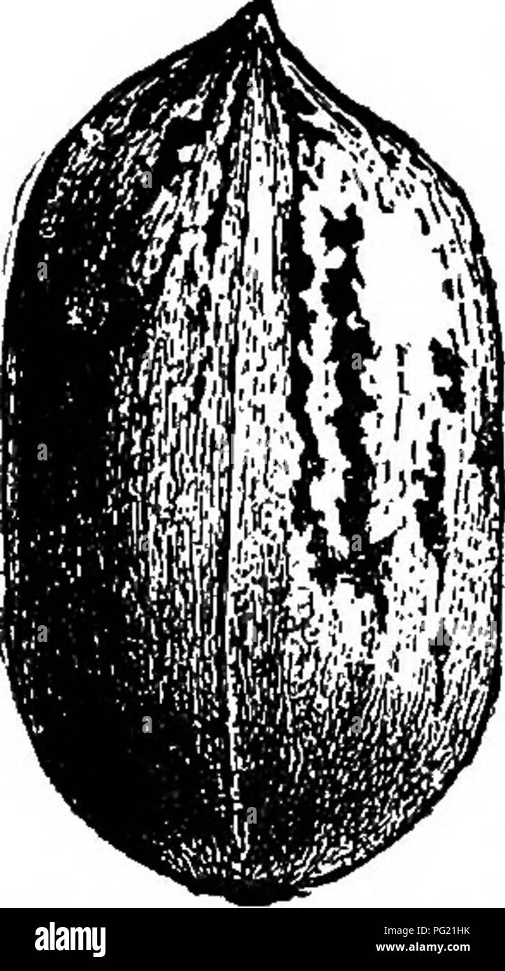 Ce traité d'Andrew Samuel Fuller se concentre sur la culture, la propagation et le soin des arbres et arbustes porteurs de noix aux États-Unis. Il comprend des conseils pratiques sur la sélection d'espèces adaptées à différents climats et des méthodes pour assurer la croissance et la récolte réussies des noix comme les noix de noyer. Banque D'Images