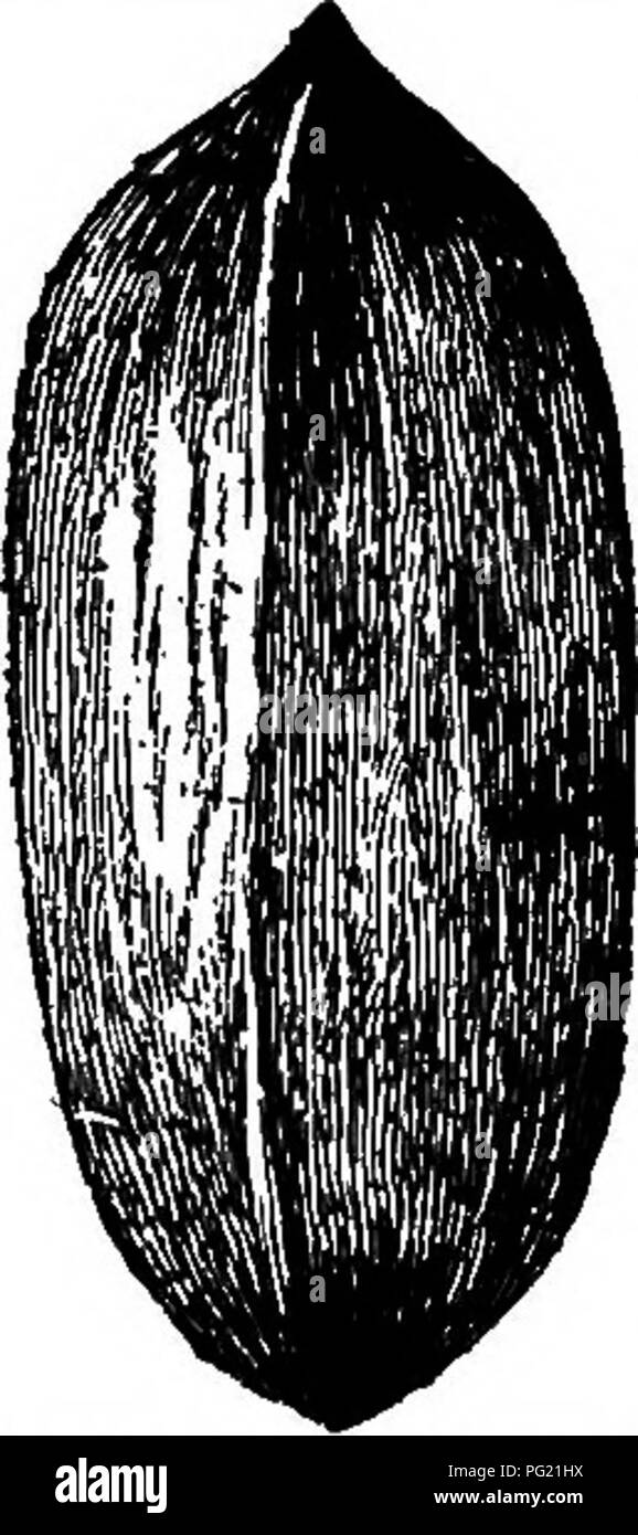 . L'écrou culturist : un traité sur la propagation, la plantation et la culture d'arbres fruitiers et d'arbustes, adaptées au climat de la United States ... Les écrous. 166 Le SrUT CULTUEIST. mince, divisant à l'échéance jusqu'à la base de l'écrou ;- mince, écossés, quatre angles ; beaucoup de noyau froissé et très amer. C'est pas si étroitement allié à une forme plus au sud de notre commune. bittemut Un petit arbre dans les marécages et les fonds de rivières à partir de la Caroline du Sud à la Floride, et l'ouest jusqu'au Texas. Synonymes : Juglans aquatica, Michaux. Hicorius Eafinesque, banksia integrifolia. Carya aquatica, Nuttall. Garya integrifolia, Spr Banque D'Images