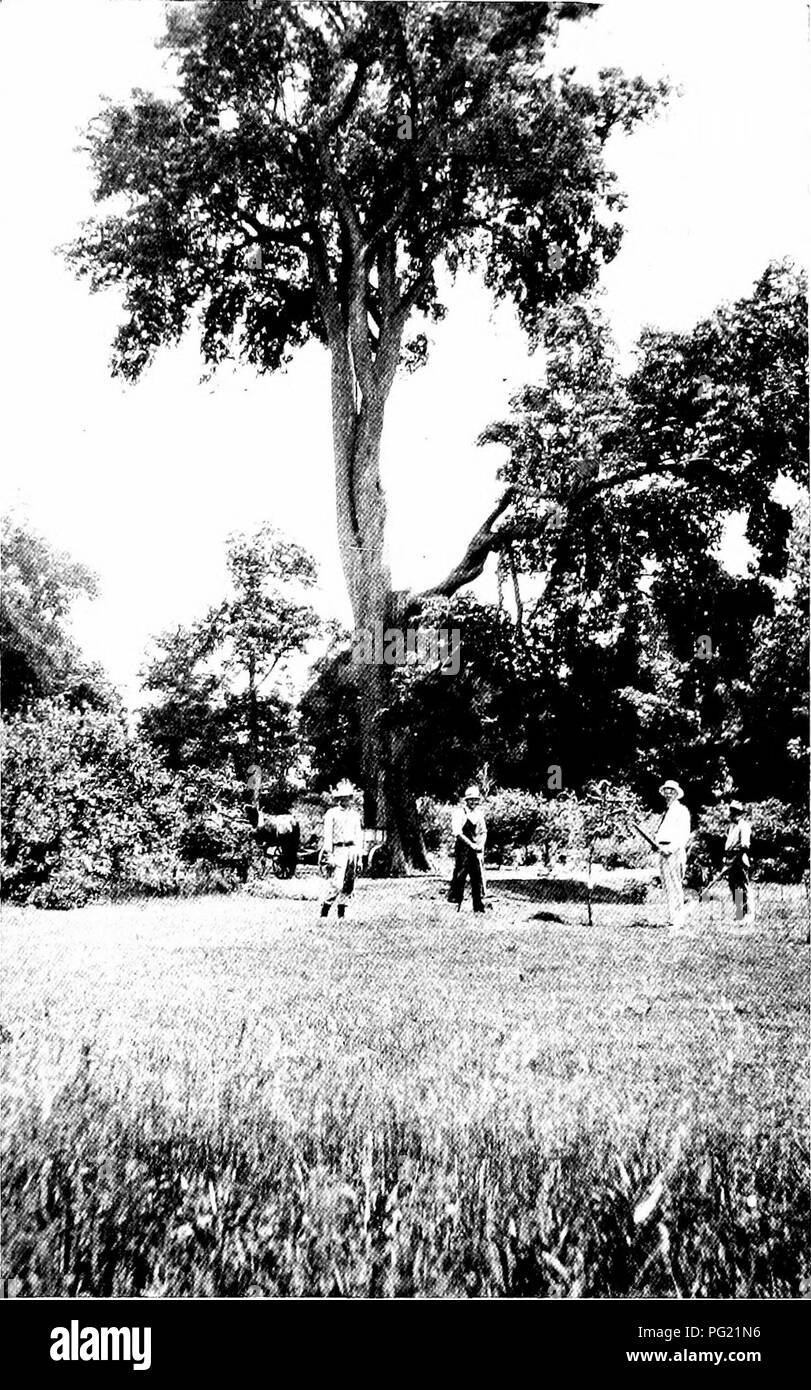 . La romance de everifarm . L'histoire naturelle. Le grand orme observe le Phmting d'arbres Memorial.. Veuillez noter que ces images sont extraites de la page numérisée des images qui peuvent avoir été retouchées numériquement pour plus de lisibilité - coloration et l'aspect de ces illustrations ne peut pas parfaitement ressembler à l'œuvre originale.. Bougeoir, Harvey J. New York : Macmillan Banque D'Images