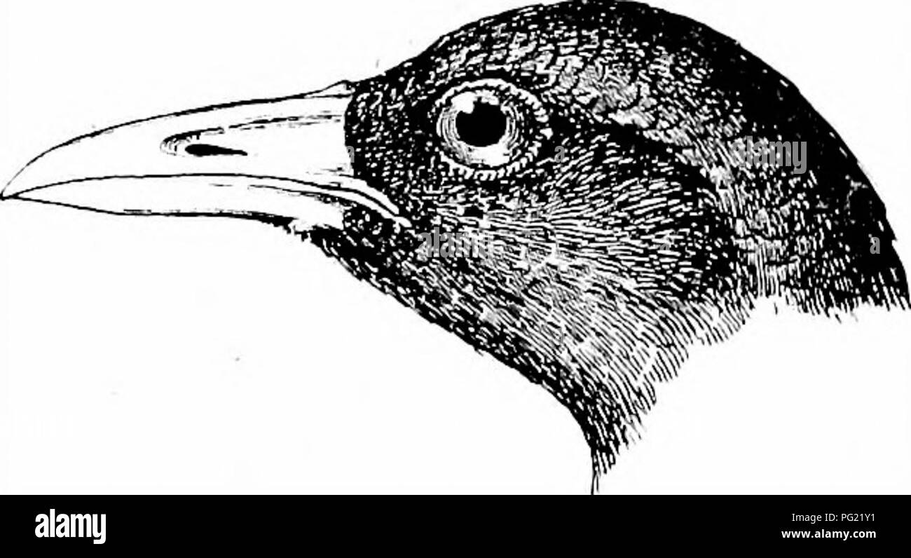 . Les oiseaux de l'Afrique du Sud. Les oiseaux. LIMNOCOBAX EALLID^ 260 680. Limnocorax le Niger. Butor. Eallus GmeUn, Niger, Syst. Nat. i, p. 717 (1788). ' Gallinula flavirostra, Swains. B. W. Afr. ii, p. 244, pi. 28 (1837). Flavostris Limnocorax, Gurney, Ibis, 1862, p. 35 [Natal] ; Sharpe, Ibis, 1897, p. 516 [Eshowe]. GaUinula niger, Layard, B. 8. Afr. p. 342 (1867). Limnocorax niger, Gurney, Ibis, 1868, p. 470 [Mooi Biver] ; id. Un- dersson B. du Damaraland, p. 321 (1872) ; Ayres, Ibis, 1874, p. 105, 1878, p. 301 ; Barratt, Ibis, 1876, p. 213 ; Butler, Feilden et Beid, Zool. 1882, p. 426 ; Sharpe éd. Laya Banque D'Images