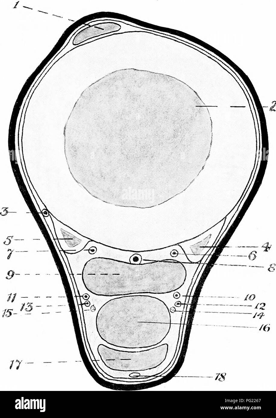 . L'Anatomie chirurgicale du cheval ... Les chevaux. X-plaque, Section transversale de tiers moyen du métatarsien Région de membre postérieur gauche I. tendon du muscle extenseur muscle pedis. 2, Grand os métatarsien. 3. Grande artère métatarsienne. 4. Petit os métatarsien interne. 5. Idem d'externes. 6. Plantaire interne artère interosseous. 7. Idem d'externes. 8. Le méta- profonde veine tarsiennes. g. Ligament suspenseur. 10 et 11. Les veines métatarsien interne et externe. 12 et 13. Les petites artères sans nom en ordre décroissant avec les nerfs plantaires. 14 et 15. Nerfs plantaires internes et externes. 16. Tendon du fléchisseur perforans. 17. Tendon de fl Banque D'Images