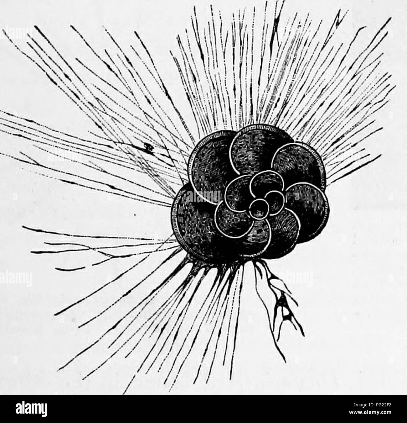 . Zoologie : pour les étudiants et les lecteurs en général . Zoologie. Cochon. 13.-un foraminifère. amplifié 70 diamètres. Globigerina bulloides^ -de Macallister erence. assumer une actinophrys-comme la forme, et se déplacer par l'aide de trois ou quatre plus ou moins ramifiées fait pseudo- gousses (Hertwig). Dans certaines formes, comme le fossile Nummulites, les chambres sont nombreuses et régulières, les carapaces plates et composée de huit bobines s'asseoir- uated dans le même plan. Une récente espèce de Fo r amin j f er trouvés à Borneo, mesure plus de deux pouces. Fig. U.-Botcdia. Un Rhizopod, montrant les pseudopodes. de diamètre, alors que Banque D'Images