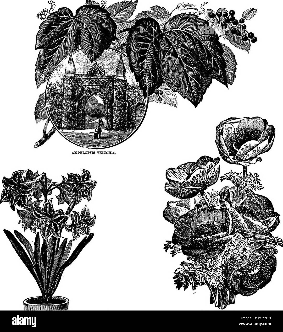 Henderson's Handbook fournit des conseils sur une variété de plantes, y compris des espèces ornementales comme Amaryllis Belladonna et Anemone Coronaria. Il s'agit d'un guide horticole complet couvrant l'entretien, la propagation et les utilisations des plantes dans les jardins et les paysages. Banque D'Images
