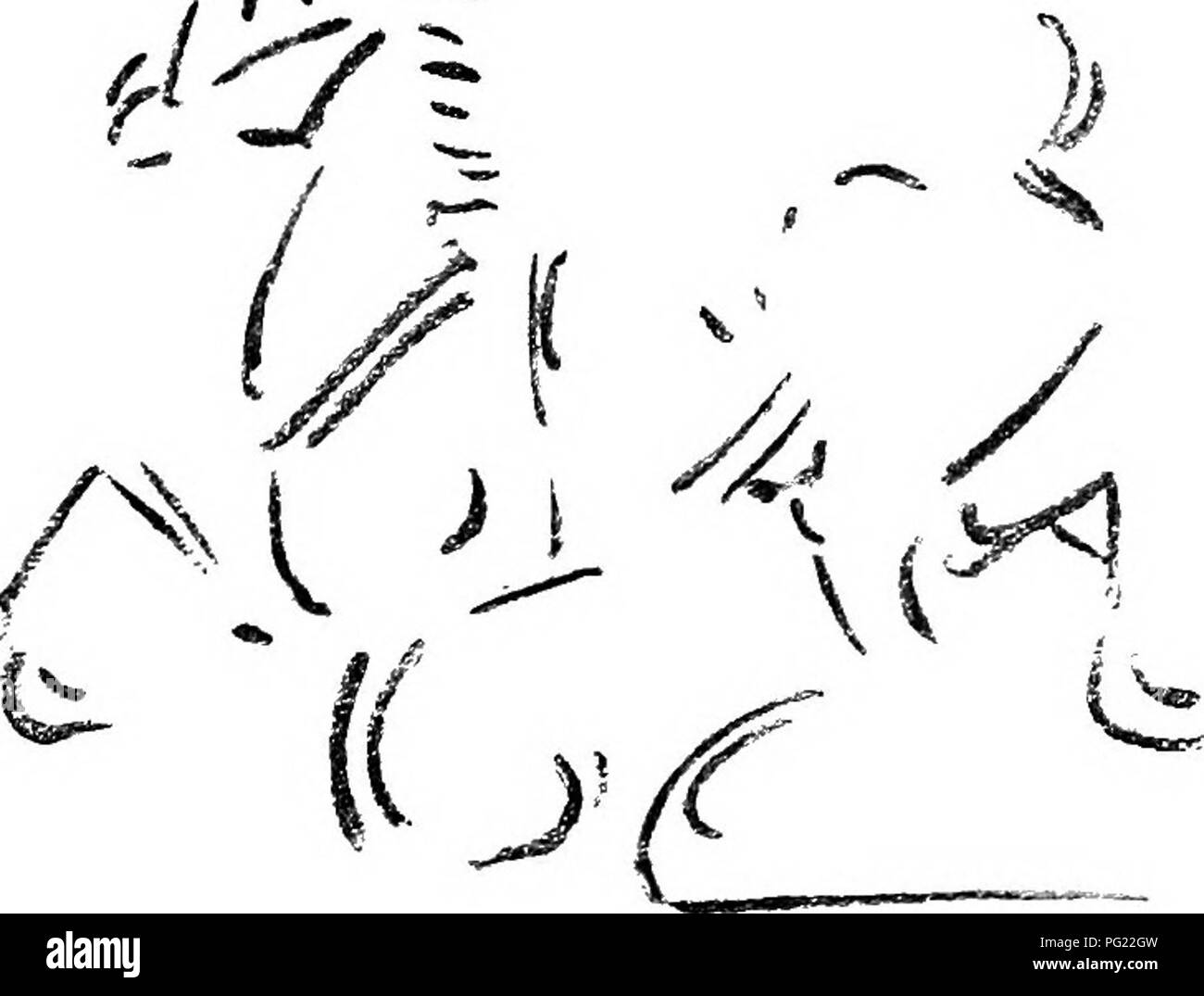 Ce guide offre des conseils détaillés sur la façon d'évaluer, d'acheter, de monter et de conduire des chevaux. Il comprend des conseils pour les artistes pour décrire avec précision les chevaux en mouvement, notant les particularités dans leur démarche et leur position telles que les conditions de « forge » et de « dépassement de portée » qui se produisent lors d'un mouvement fatigué. Banque D'Images