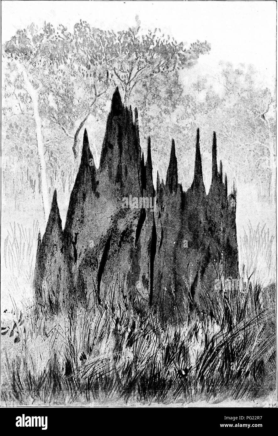 Ce récit décrit les nids de fourmis distinctifs trouvés dans le méridien de Laura Valley, connu pour leurs structures ornées. Ces nids sont construits à partir de pinacles minces qui sont disposés en lignes et souvent fusionnés, créant des conceptions complexes et complexes. Banque D'Images