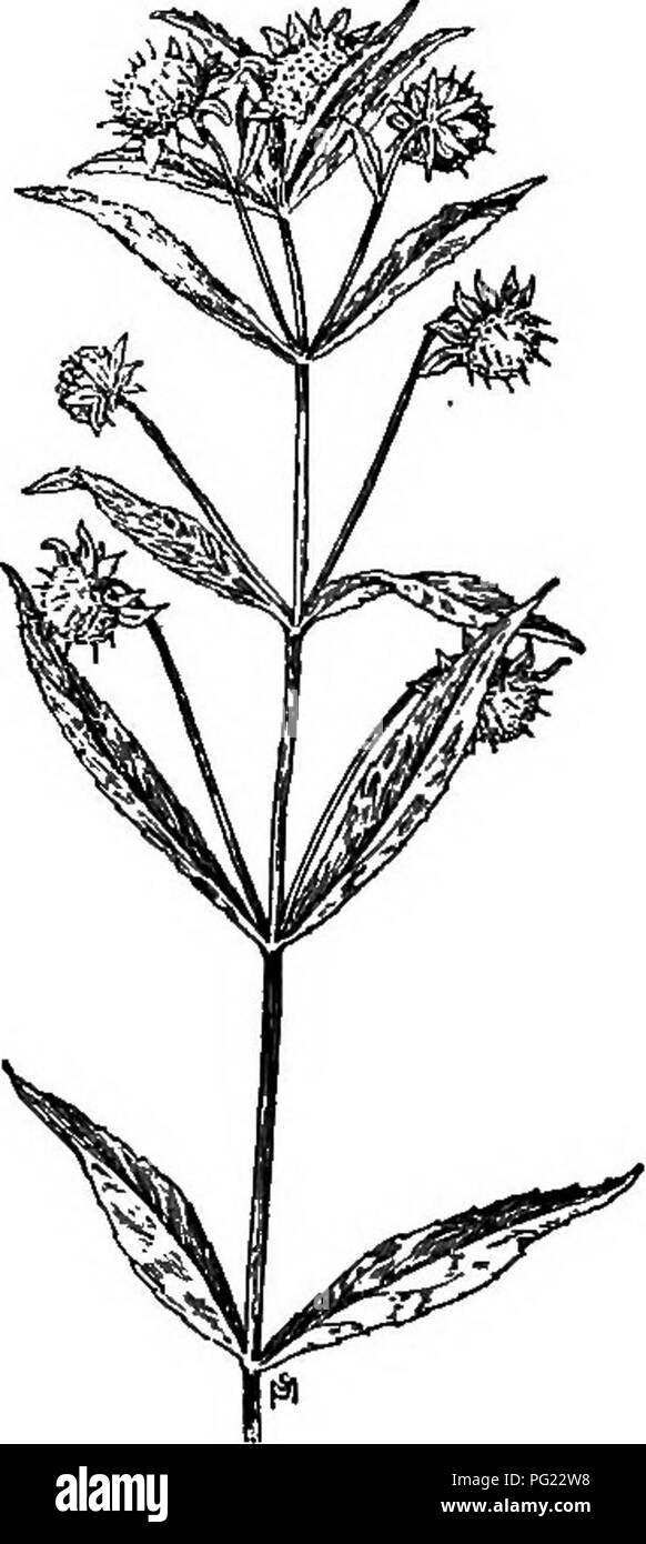 Ce manuel offre un guide complet des mauvaises herbes les plus gênantes aux États-Unis et au Canada, détaillant leurs habitudes de croissance, leur distribution et leurs méthodes de contrôle. Il constitue une ressource vitale pour les jardiniers, les agriculteurs et les gestionnaires des terres afin de gérer efficacement les espèces végétales envahissantes. Banque D'Images