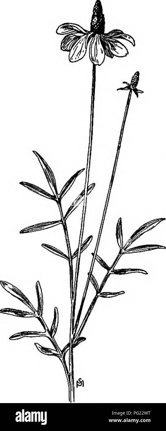 Ce manuel décrit les espèces de mauvaises herbes problématiques aux États-Unis et au Canada, en particulier au sein de la famille des composées. La plante dont il est question se trouve dans une aire de répartition allant du Minnesota aux États du Sud, prospérant dans les prairies, les bords de route et les friches. Il a été introduit dans diverses régions d'Amérique du Nord. Banque D'Images