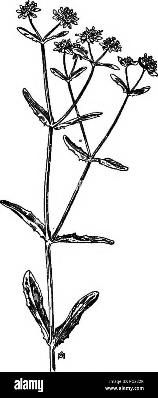 Ce manuel fournit des descriptions détaillées des mauvaises herbes gênantes trouvées aux États-Unis et au Canada, y compris les habitudes de croissance, la répartition et les méthodes de lutte, comme la valériane, une espèce envahissante. Banque D'Images