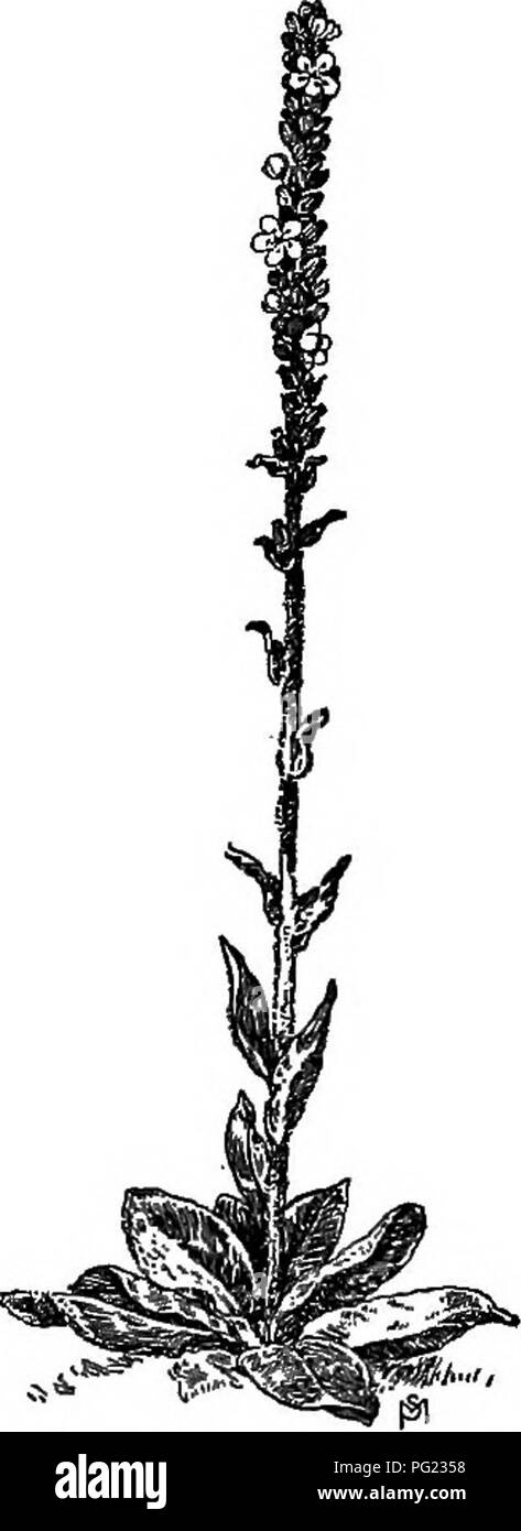 Ce manuel décrit les mauvaises herbes nuisibles trouvées aux États-Unis et au Canada, y compris leurs habitudes de croissance et leur répartition géographique. Il offre également des méthodes efficaces pour contrôler ces mauvaises herbes, aidant les agriculteurs et les jardiniers à gérer les espèces envahissantes. Banque D'Images