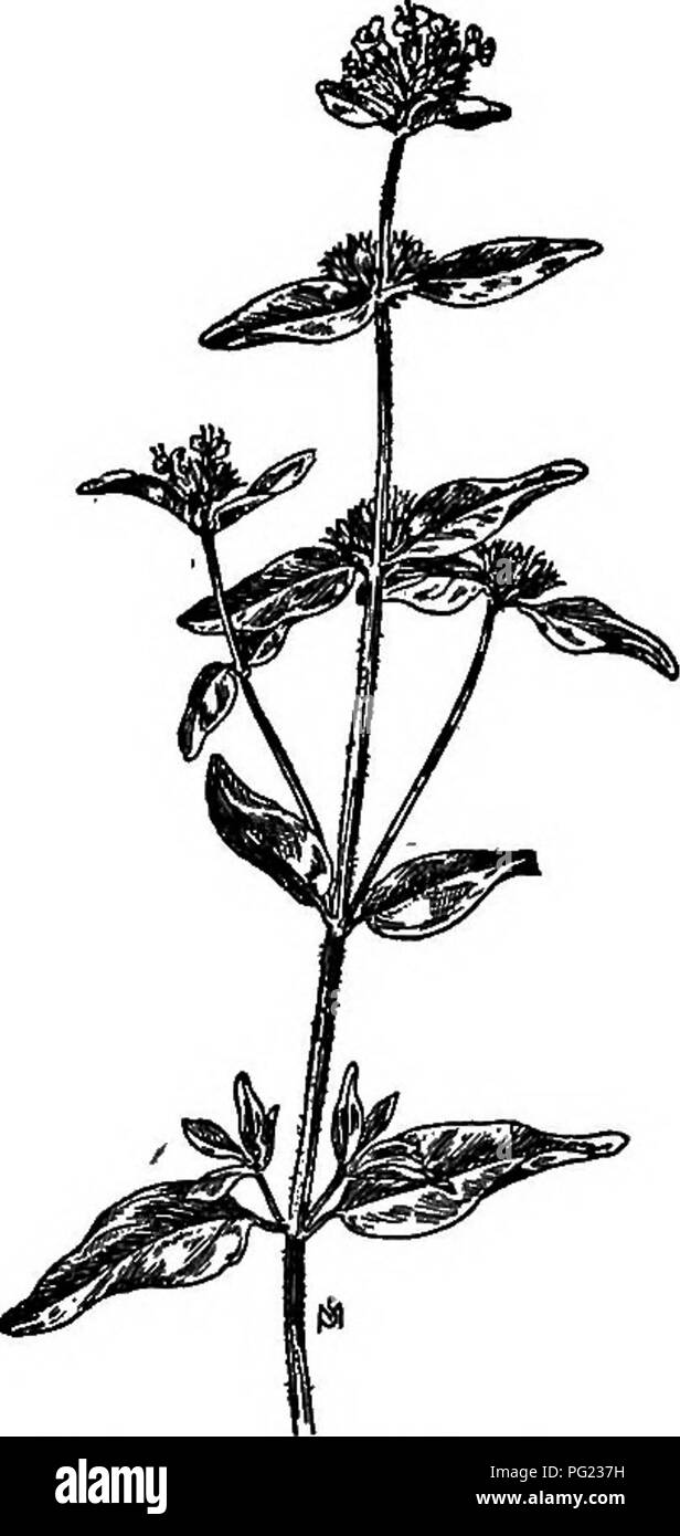 . Un manuel de mauvaises herbes : avec des descriptions de tous les plus pernicieux et problématiques des usines aux États-Unis et au Canada, leurs habitudes de croissance et de distribution, avec des méthodes de contrôle . Les mauvaises herbes. LABI ATAE (.FAMILLE) 359 de long, la lèvre supérieure de l'encoche du bas mais simplement un trois-lobées et propagation ; deux étamines parfait, la hausse contre la lèvre supérieure, avec deux autres rudimentaire ci-dessous. Les quatre nucules dans le calice persistant, très petite. (Fig. 249.) Moyens de contrôle Meadows infestés de la plante doivent être coupées avant les graines se développer. Culture et d'enrichissement du sol, où le prac- Banque D'Images