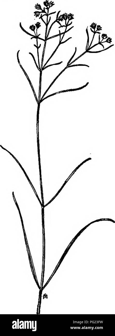 Ce manuel décrit les mauvaises herbes communes trouvées aux États-Unis et au Canada, en soulignant leurs habitudes de croissance, leur répartition et leurs méthodes de lutte. Il comprend des descriptions détaillées d'espèces spécifiques telles que le moût parapluie (Oxybaphus hirsutus) et le moût parapluie à feuilles étroites (Oxybaphus linearis), fournissant une ressource complète pour les jardiniers et les professionnels de l'agriculture sur la gestion de ces plantes gênantes. Banque D'Images