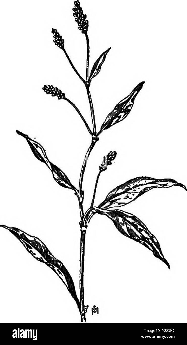 Ce manuel des mauvaises herbes identifie et décrit les mauvaises herbes les plus courantes et problématiques trouvées aux États-Unis et au Canada. Il décrit les caractéristiques, les habitudes de croissance et les méthodes de contrôle de chaque espèce, servant de guide pratique pour les propriétaires fonciers et les agriculteurs dans la gestion des espèces végétales envahissantes. Banque D'Images