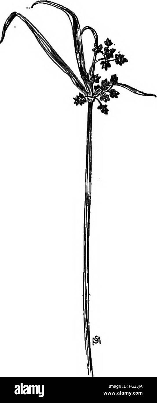 Ce manuel fournit des descriptions détaillées des mauvaises herbes nuisibles aux États-Unis et au Canada, y compris leurs modes de croissance et leur répartition. Il propose des méthodes de contrôle, axées sur la prévention de la production de semences et des stratégies de culture efficaces. La section CTPERACEAE (famille Sedge) est connue pour ses écailles étroites et ovales et ses akènes oblongs à trois côtés. Banque D'Images