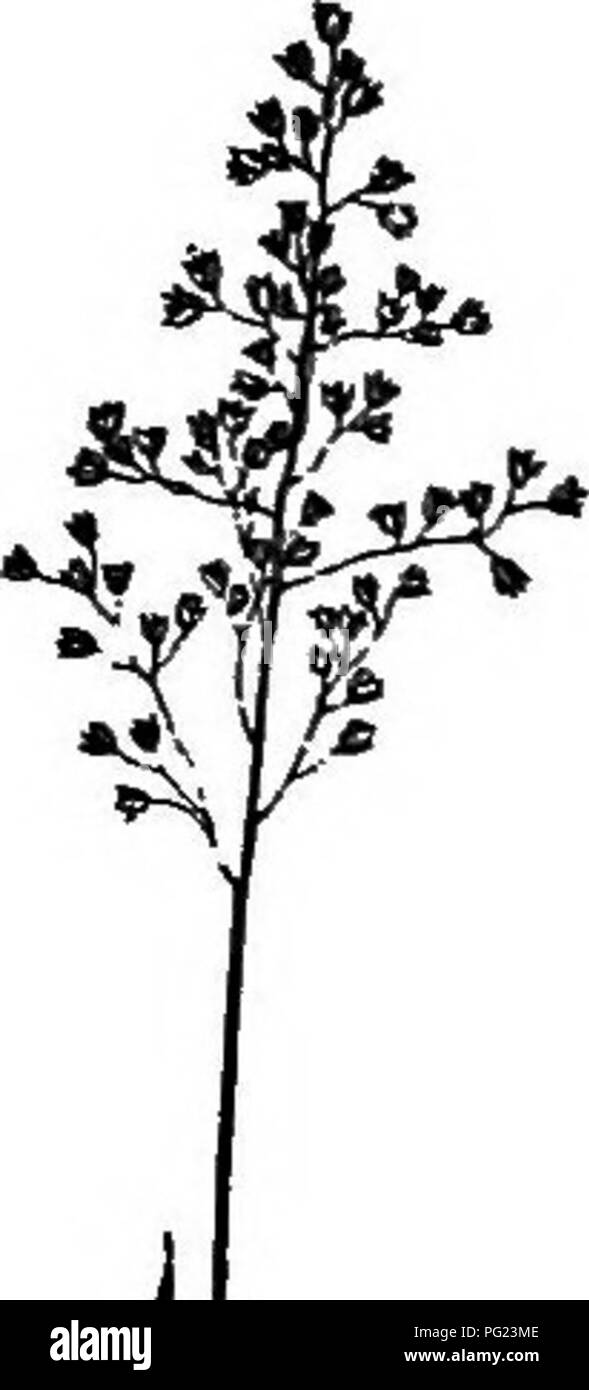 . Un manuel de mauvaises herbes : avec des descriptions de tous les plus pernicieux et problématiques des usines aux États-Unis et au Canada, leurs habitudes de croissance et de distribution, avec des méthodes de contrôle . Les mauvaises herbes. 38 Gramineae (famille des graminées). Le nom de "Quack" ou "Sweet Quack", qui les agriculteurs de l'Ouest ont vu cette herbe est déroutant, pour le vrai charlatan- fleurs d'herbe en juin et son "nattés" Table des porte-greffes est près de la surface, tandis que la vanille-herbe fleurs au début du printemps et ses porte-greffes sont profondément dans le sol. L'ensemble de la plante a une odeur ressemblant beaucoup l'haricot de vanille, m Banque D'Images