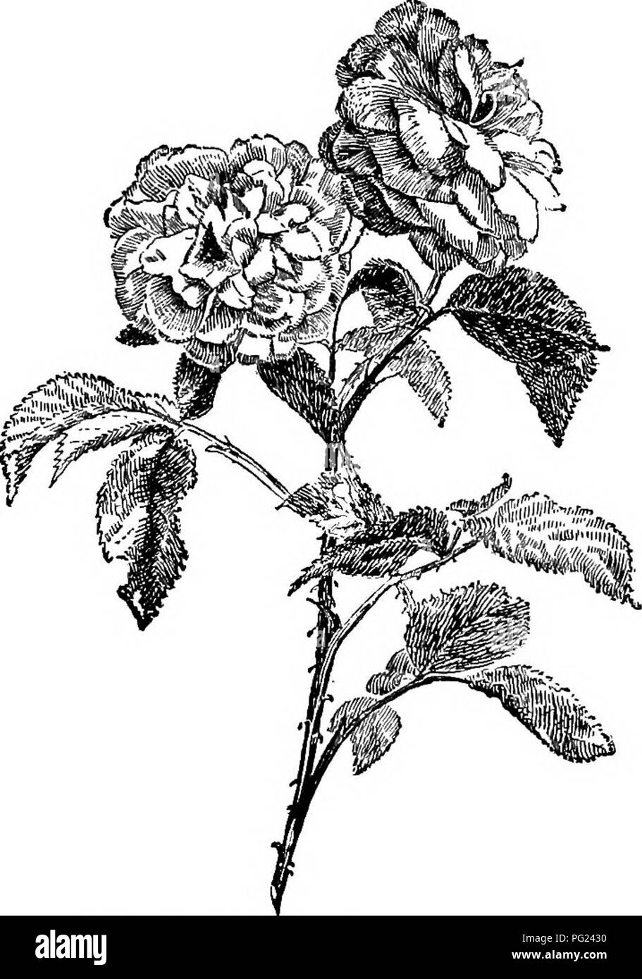 . Entretien des jardins : un guide pratique pour la réalisation de motifs d'accueil et la croissance des fleurs, des fruits et des légumes pour une utilisation à domicile . Le jardinage. 318 Manuel de jardinage de bougainvilliers, Bougainvillma glabra et B. spectabilis. La variété à fleurs magenta, parfois dans des conservatoires dans le Nord, est une vigne de plein air populaires dans le sud et est abondamment utilisé dans sud de la Californie. La fleur rouge de forme est moins connu, mais est préférable en couleur. Wire-vine (Polygonum de fleuristes), Muehlenheckia complexa. Très utilisé sur les bâtiments et les cheminées en Californie du sud. Rosiers grimpants. E Banque D'Images