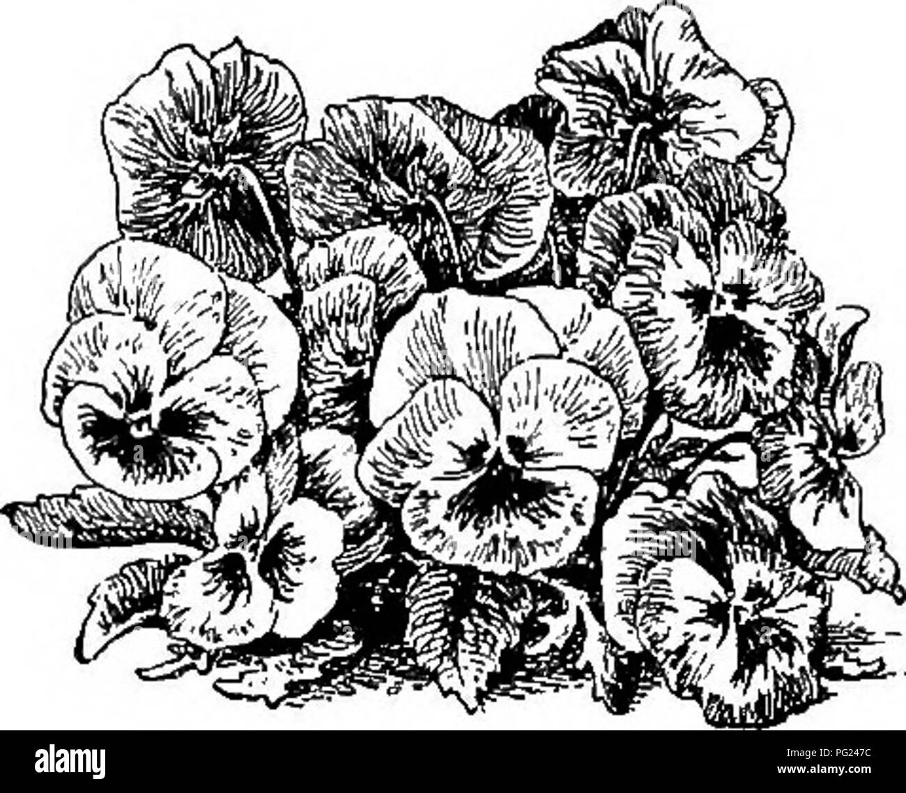 Cette image du *Manuel de jardinage* présente une variété de plantes ornementales annuelles, telles que *Erysimum* et *Gaillardia*. Il fournit des conseils pratiques sur la sélection et la culture de ces plantes pour des utilisations esthétiques et fonctionnelles dans les jardins. Banque D'Images Cette image du *Manuel de jardinage* présente une variété de plantes ornementales annuelles, telles que *Erysimum* et *Gaillardia*. Il fournit des conseils pratiques sur la sélection et la culture de ces plantes pour des utilisations esthétiques et fonctionnelles dans les jardins. Banque D'Images