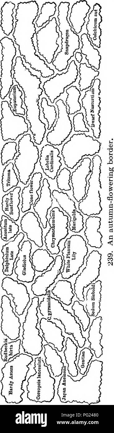 . Entretien des jardins : un guide pratique pour la réalisation de motifs d'accueil et la croissance des fleurs, des fruits et des légumes pour une utilisation à domicile . Le jardinage. La CULTURE DE PLANTES ORNEMENTALES dans les 225 circonscriptions similaires sur le terrain d'accueil. Certaines des plantes annuelles jardin va prospérer aux côtés d'une clôture, en particulier si la clôture de s'arrête pas trop de lumière, et beaucoup de vignes (les deux par- annuelle et bisannuelle) va couvrir efficacement. Chez les plantes annuelles, les grosses graines en germination rapide, à croissance rapide, genre feront mieux. Le tournesol, pois, gloire du matin, hop japonais, zinnia, Marigold, am- aranths, four o'cl Banque D'Images