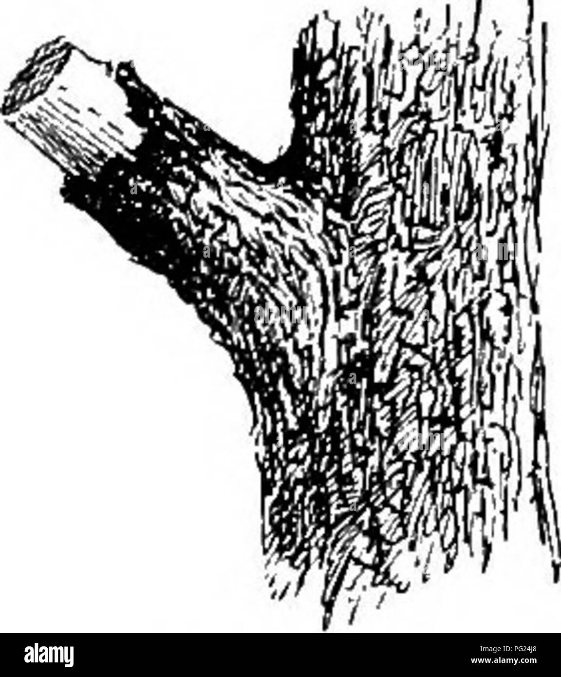 Ce manuel fournit des conseils pratiques pour créer des jardins familiaux et cultiver des fleurs, des fruits et des légumes. Il aborde des techniques pour protéger les arbres précieux et propose des méthodes pour empêcher l'entrée de maladies, telles que le contre-enfoncement des noix dans l'écorce pour une apparence sûre et soignée. L’accent est mis sur la préservation de la santé des plantes et l’amélioration de l’esthétique des paysages domestiques. Banque D'Images Ce manuel fournit des conseils pratiques pour créer des jardins familiaux et cultiver des fleurs, des fruits et des légumes. Il aborde des techniques pour protéger les arbres précieux et propose des méthodes pour empêcher l'entrée de maladies, telles que le contre-enfoncement des noix dans l'écorce pour une apparence sûre et soignée. L’accent est mis sur la préservation de la santé des plantes et l’amélioration de l’esthétique des paysages domestiques. Banque D'Images