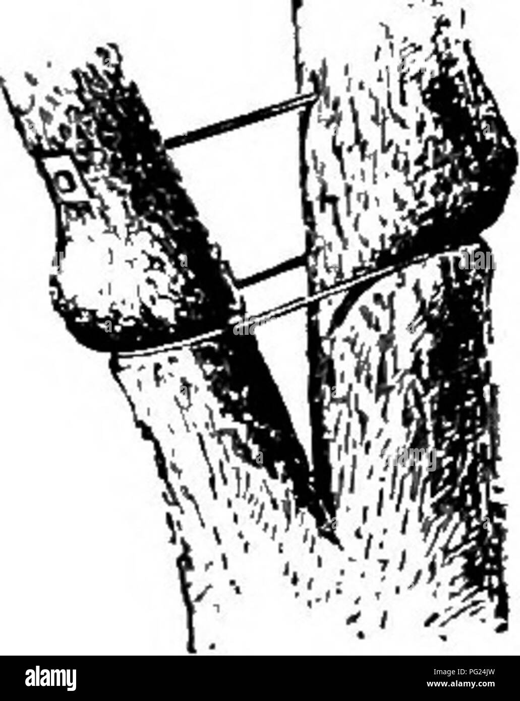 . Entretien des jardins : un guide pratique pour la réalisation de motifs d'accueil et la croissance des fleurs, des fruits et des légumes pour une utilisation à domicile . Le jardinage. 162. Bridge-greffes ou dans les gaules de voûte- planté sur l'arbre.. "Il a été constaté qu'il y a une tendance de la Portland ce- ment au contrat du bois après séchage, leadng un espace entre le bois et le ciment par lequel l'eau et les germes de décomposition peuvent entrer. Un remède pour ce défaut a été suggéré dans l'utilisation d'une épaisse couche de goudron, ou un ciment élastique qui peut être réparti sur la surface de la cavité avant d'filhn Banque D'Images . Entretien des jardins : un guide pratique pour la réalisation de motifs d'accueil et la croissance des fleurs, des fruits et des légumes pour une utilisation à domicile . Le jardinage. 162. Bridge-greffes ou dans les gaules de voûte- planté sur l'arbre.. "Il a été constaté qu'il y a une tendance de la Portland ce- ment au contrat du bois après séchage, leadng un espace entre le bois et le ciment par lequel l'eau et les germes de décomposition peuvent entrer. Un remède pour ce défaut a été suggéré dans l'utilisation d'une épaisse couche de goudron, ou un ciment élastique qui peut être réparti sur la surface de la cavité avant d'filhn Banque D'Images