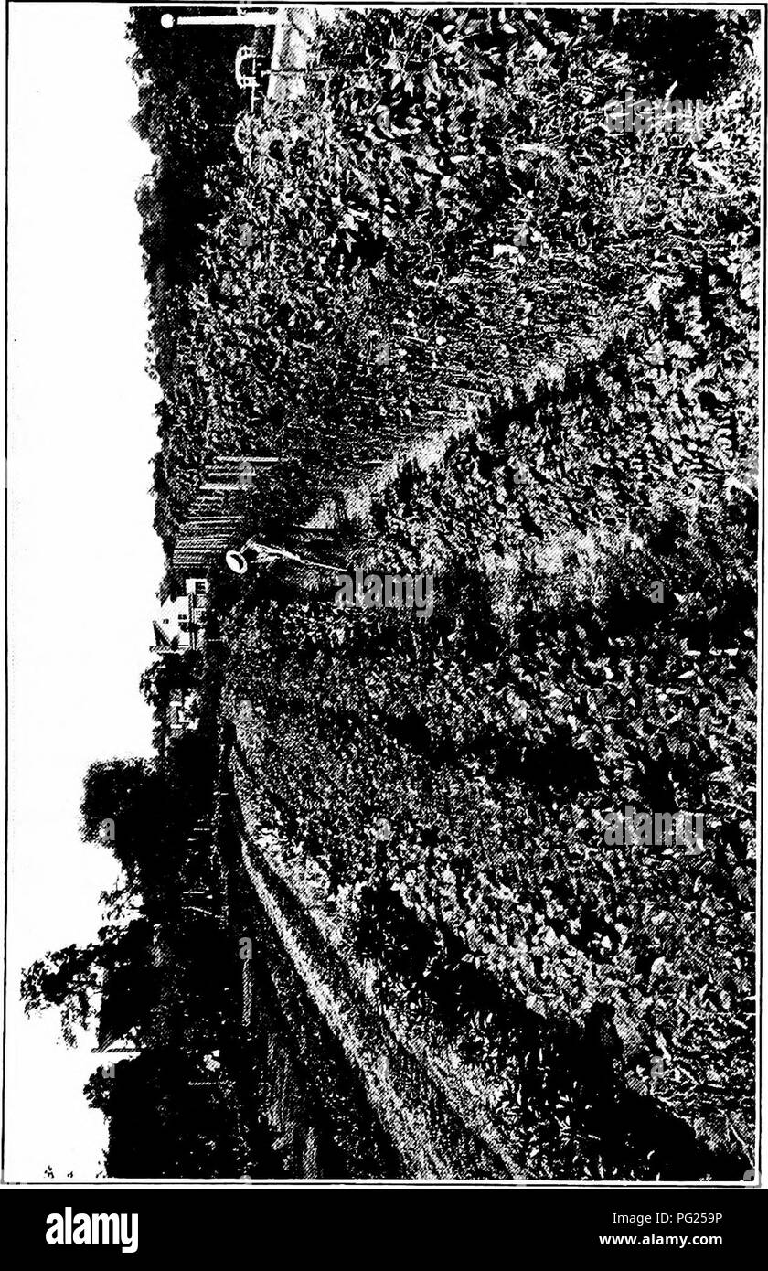 . Manuel de jardinage ; un guide pratique à l'établissement d'accueil et de la culture des fleurs, des fruits et des légumes pour une utilisation à domicile. Le jardinage. . Veuillez noter que ces images sont extraites de la page numérisée des images qui peuvent avoir été retouchées numériquement pour plus de lisibilité - coloration et l'aspect de ces illustrations ne peut pas parfaitement ressembler à l'œuvre originale.. Bailey, L. H. (Liberty Hyde), 1858-1954. New York, The Macmillan Company Banque D'Images