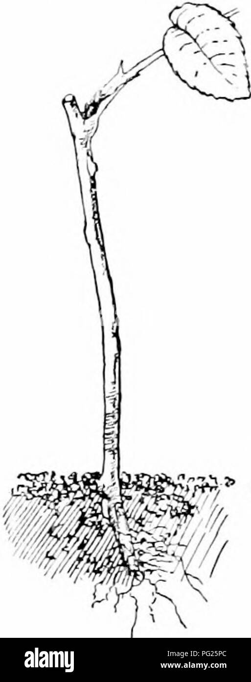 Ce guide fournit des techniques de multiplication des plantes, en se concentrant spécifiquement sur le processus de prélèvement des boutures des arbustes. Il met l'accent sur les soins appropriés, y compris l'ombrage, l'arrosage et le moment de la plantation des boutures enracinées au printemps. Il met en évidence des exemples comme Hydrangea paniculata et Akebia quinata, qui sont adaptés à la propagation. Banque D'Images