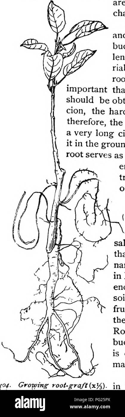 . La pépinière-livre ; un guide complet pour la multiplication de plantes ... Jardinage ; propagation des plantes. GRAFTAGE. chaleur ou de pourriture. Certaines des caractéristiques des arbres greffés sont discutés dans la dernière partie de ce chapitre. Dans la région de racine commune-greffage de l'Est et du sud, l'ours à propos de trois bourgeons cion, et la racine est à peu près la même longueur, ou peut-être plus court. La va- riable et unlcnown le caractère de ces racines, comme ce qui concerne la rusticité, rend-il important que, dans les climats très sévère, les racines doivent être obtenus de la même plante que le cion, la rusticité de ce qui est connu. Il est, par conséquent, Banque D'Images