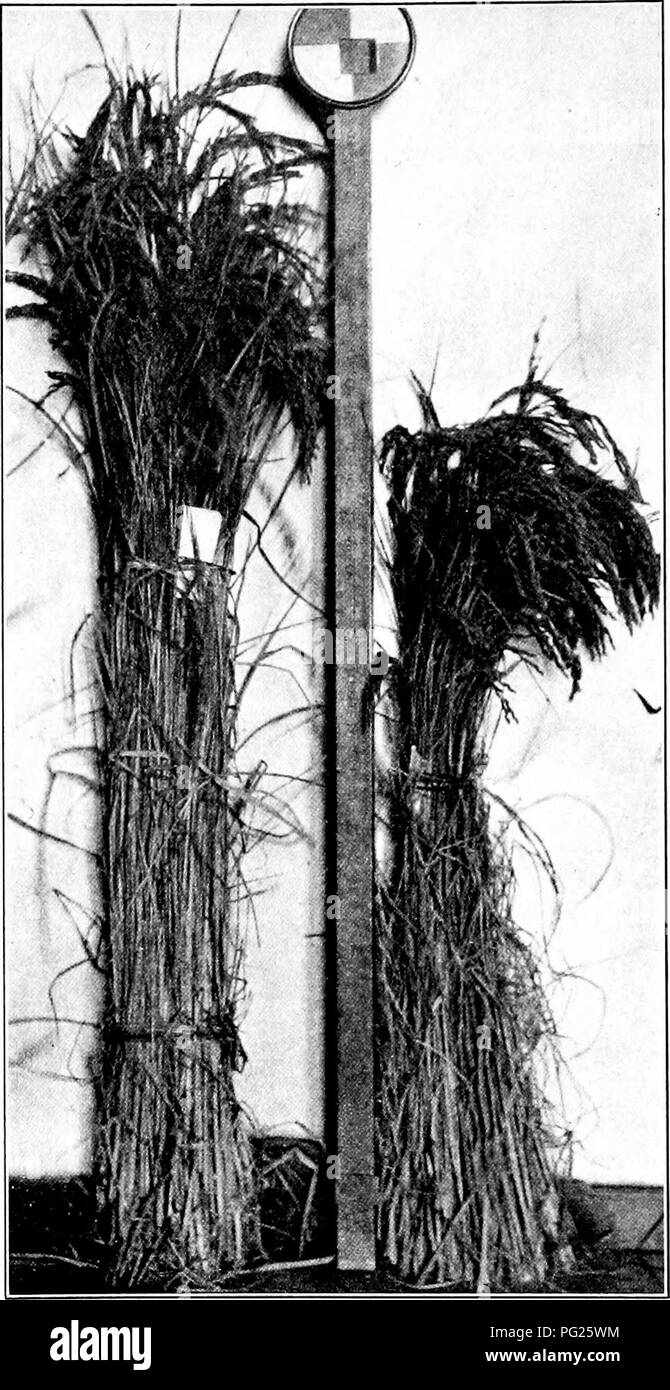 . Le sud de grandes cultures (à l'exclusion des plantes fourragères). L'agriculture. Fig. 109. Deux Vaeieties - Bundle op de riz. 218. Veuillez noter que ces images sont extraites de la page numérisée des images qui peuvent avoir été retouchées numériquement pour plus de lisibilité - coloration et l'aspect de ces illustrations ne peut pas parfaitement ressembler à l'œuvre originale.. Duggar, J. F. (John Frederick), 1868-. New York, The Macmillan Company Banque D'Images