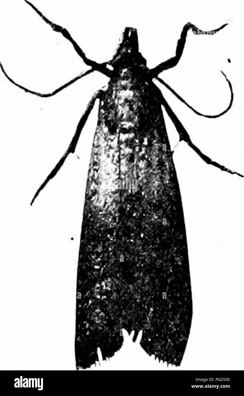 . Le sud de grandes cultures (à l'exclusion des plantes fourragères). L'agriculture. 214 LE SUD DE GRANDES CULTURES Fungous, tandis que le plant de maïs est l'objet de quelques maladies, ce ne sont pas connus pour causer des blessures beaucoup dans le sud, à l'exception de ceux mentionnés ci-dessous, qui blessent principalement l'oreille. 195. Le maïs ( Ustilago mai- dis). - La présence de cette maladie est d'abord illustré par une grande enflure sur l'oreille, la tige, la panicule, ou la feuille (Fig. 108). Au début, cette masse en saillie est recouvert d'une peau blanchâtre, qui plus tard éclate, libérant des nuages de poudre noire. Ces particules poudreuses sont e Banque D'Images