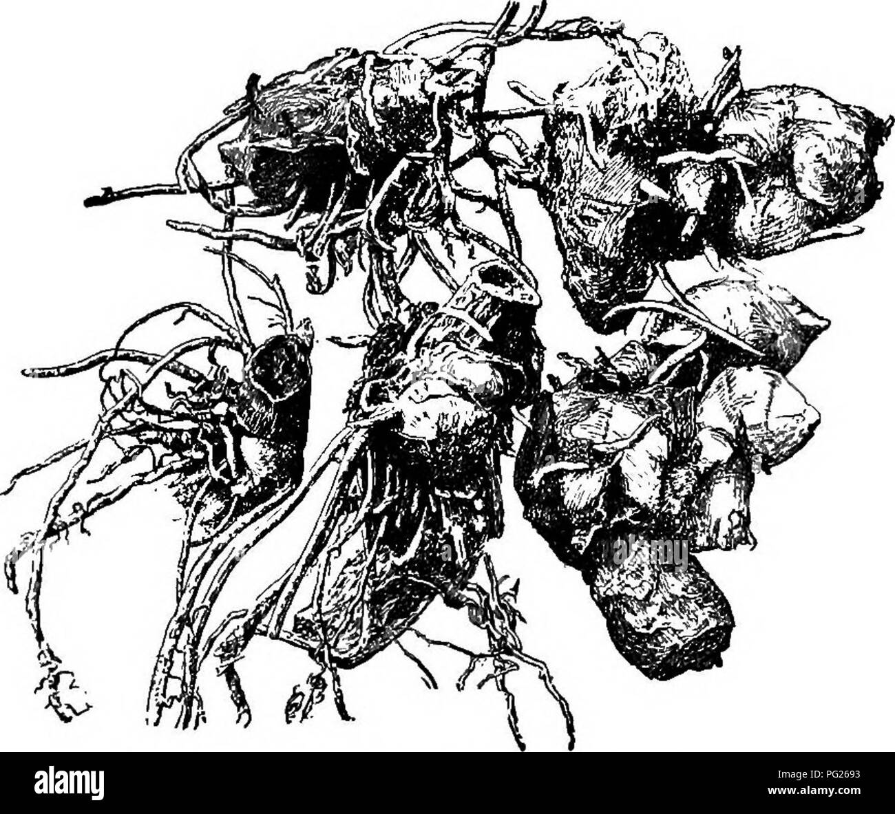 . La pépinière-livre ; un guide complet pour la multiplication de plantes ... Jardinage ; propagation des plantes. 34 LA SÉPARATION ET LA DIVISION. en divisant les couronnes ou porte-greffes en petits por- tions, puis de cultiver ces pour une saison dans les lits spécialement préparés, ou parfois en pots.. xt Carina tabouret, divisé en cinq usines (x 1 à 5).. Veuillez noter que ces images sont extraites de la page numérisée des images qui peuvent avoir été retouchées numériquement pour plus de lisibilité - coloration et l'aspect de ces illustrations ne peut pas parfaitement ressembler à l'œuvre originale.. Bailey, L. H. (Liberty Hyde), 1858-1954. New Y Banque D'Images