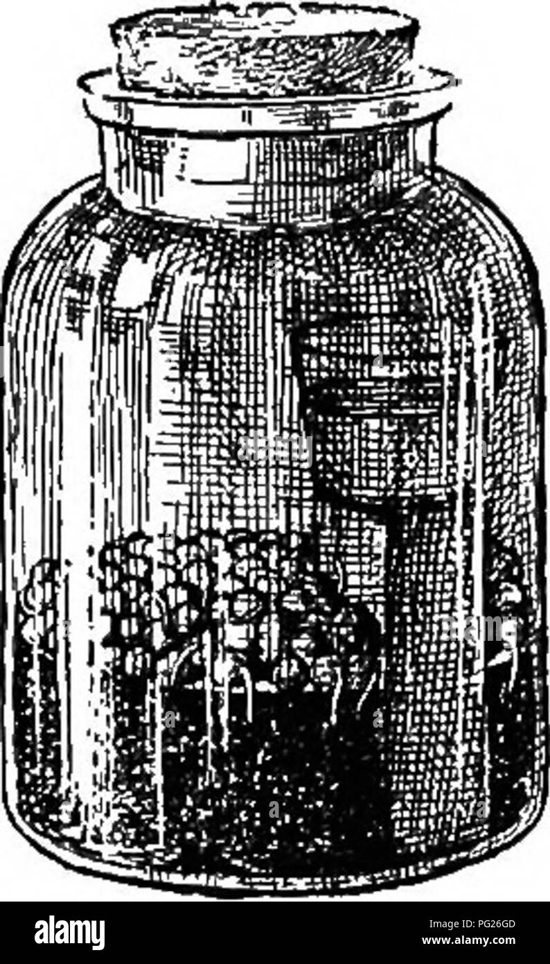 . Beginners' botanique. La botanique. - Feuilles de travail ou de fonction 103. Fig. 123. - D'illus- TRATE UN PRODUIT OP La Respiration.. Veuillez noter que ces images sont extraites de la page numérisée des images qui peuvent avoir été retouchées numériquement pour plus de lisibilité - coloration et l'aspect de ces illustrations ne peut pas parfaitement ressembler à l'œuvre originale.. Bailey, L. H. (Liberty Hyde), 1858-1954. New York, The Macmillan Company Banque D'Images