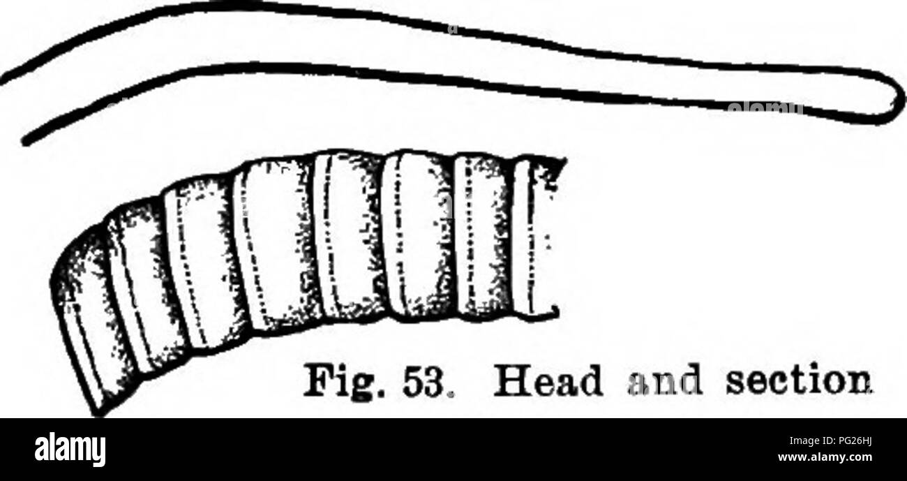Ce livre fournit des conseils pratiques sur les soins et les affections courantes des animaux de ferme, y compris une description du cycle de vie du ver à ruban et de ses effets sur les animaux, en mettant l'accent sur les mesures préventives. Banque D'Images