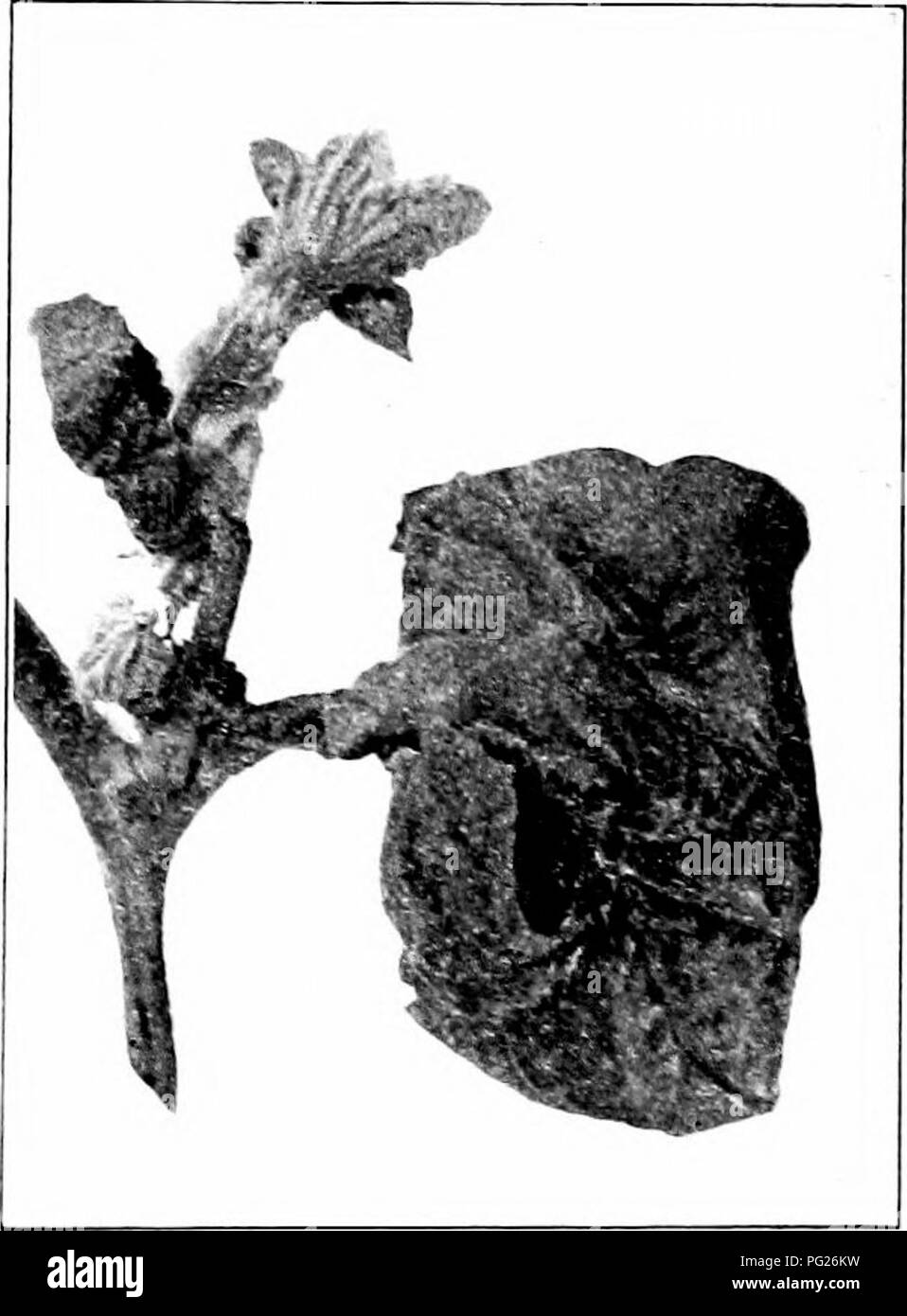 . Insectes nuisibles : la manière de reconnaître et de les contrôler . Les insectes nuisibles ; les insectes nuisibles. PLAXT IXJl POUX'SIXG LE FEUILLAGE 109 et il y a connu comme le peaeh aiihi ».s." L'hee migrer au début de l'été à divers prêt : les cultures, en particulier les épinards, cab- bage, la laitue et le céleri. Ils sont vert jaunâtre ou hght en couleur, avec des taches plus foncées sur l'abdomen. Le chef de l'antenne, et le miel, des tubes sont noir. Cette espèce n'est jamais recouvert de poudre blanche, comme la sécrétion de l'Aphis de chou. Il est contrôlé liy la pulvérisation avec un insecticide de contact, preferalily tolxicco ou extrait 5  % Banque D'Images