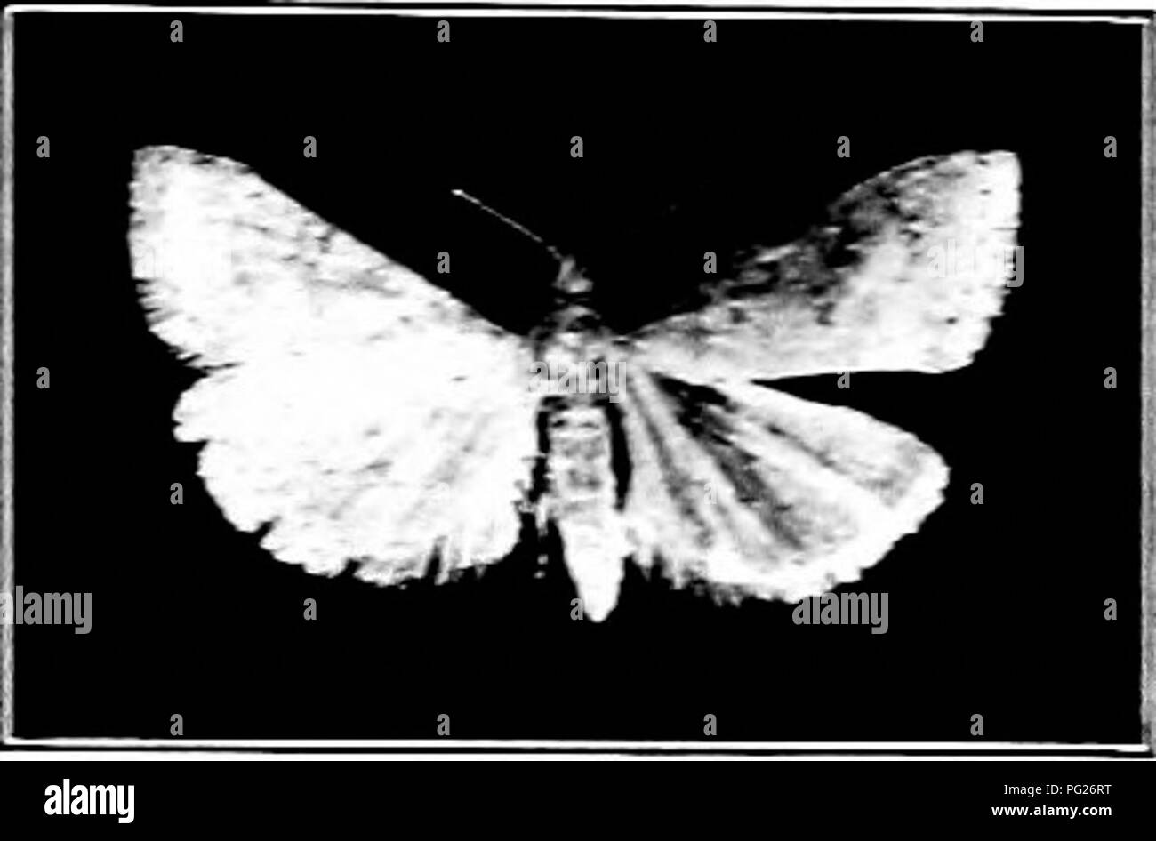 . Insectes nuisibles : la manière de reconnaître et de les contrôler . Les insectes nuisibles ; les insectes nuisibles. Fig. 22> ;. - LeCelerj-Leaf- tier. Lir^-EE. L'ancien- nal 2y.-adulte de l'Celerj- Le niveau. Original. Les trois quarts d'un pouce de long. Il y a deux ou trois générations out- portes, et un nombre indéfini de serres. Depuis les chenilles se nourrissent pour la plupart, des poisons cachés doit être appliqué au début afin d'être du tout efficace. Paris vert ou de l'arséniate de plomb peut être utilisé. Cueillette à la main L = recommandé partout où il peut être pratiqué sur le plan économique. Le foin de trèfle Hi/piopugia je ver coïtale''-- Fab.) vers la fin de w Banque D'Images . Insectes nuisibles : la manière de reconnaître et de les contrôler . Les insectes nuisibles ; les insectes nuisibles. Fig. 22> ;. - LeCelerj-Leaf- tier. Lir^-EE. L'ancien- nal 2y.-adulte de l'Celerj- Le niveau. Original. Les trois quarts d'un pouce de long. Il y a deux ou trois générations out- portes, et un nombre indéfini de serres. Depuis les chenilles se nourrissent pour la plupart, des poisons cachés doit être appliqué au début afin d'être du tout efficace. Paris vert ou de l'arséniate de plomb peut être utilisé. Cueillette à la main L = recommandé partout où il peut être pratiqué sur le plan économique. Le foin de trèfle Hi/piopugia je ver coïtale''-- Fab.) vers la fin de w Banque D'Images