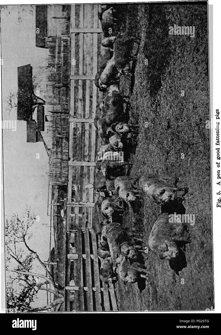 . Les maladies des animaux ; un livre de mémoire et des conseils populaires sur les soins et les problèmes de santé des animaux de ferme. La médecine vétérinaire, des animaux domestiques. . Veuillez noter que ces images sont extraites de la page numérisée des images qui peuvent avoir été retouchées numériquement pour plus de lisibilité - coloration et l'aspect de ces illustrations ne peut pas parfaitement ressembler à l'œuvre originale.. Mayo, Nelson Slater, 1866-. New York, Macmillan, Londres, Macmillan Banque D'Images