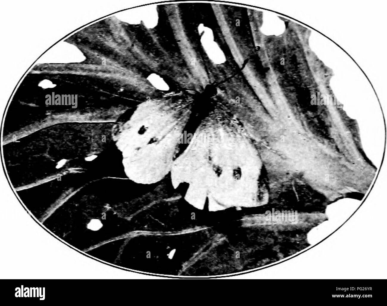 Un guide sur la reconnaissance et le contrôle des insectes nuisibles, avec un accent sur le ver importé du chou et son impact sur les cultures comme le chou et le chou-fleur. Banque D'Images