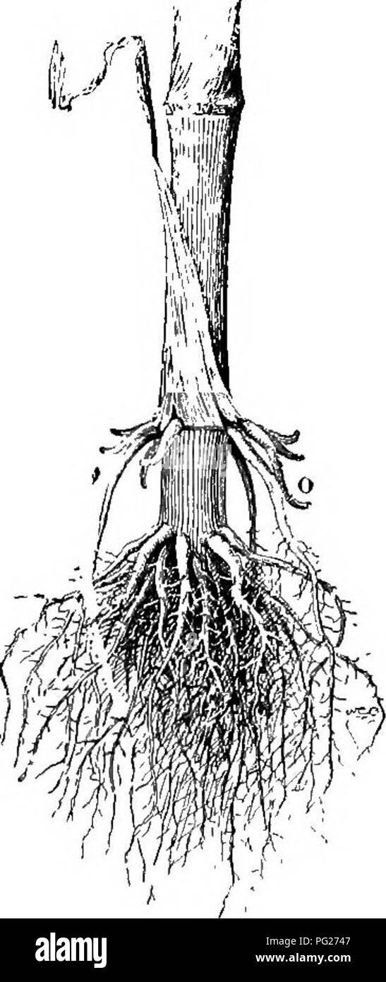 . Beginners' botanique. La botanique. 36 Beginners' BOTANIQUE Certaines plantes portent des racines aériennes, qui peuvent propager la plante ou peuvent agir comme des accolades. Ils sont souvent appelés prop-racines. Les racines du maïs sont familiers (Fig. 38). De nombreux arbres, comme l'écu de Banyan de l'Inde, envoyer des racines à partir de leurs succursales ; quand les racines atteignent le sol, elles s'implanter et devenir de grands troncs, ce qui a le haut de l'arbre-mère sur de grandes superficies. Le raisin de la Muscadine états du Sud envoie souvent des racines de ses tiges. Le man- grove arbre des tropiques pousse le long des rivages et envoie des racines du overh Banque D'Images