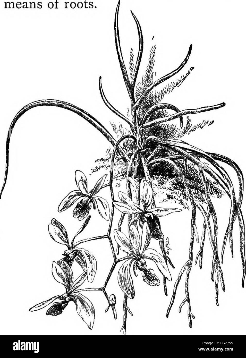 . Beginners' botanique. La botanique. La racine- LES FORMES DE RACINES 35 des crevasses et des endroits sombres du mur ou un arbre sur laquelle l'usine ,j,^ montées. La trompette creeper (Fig. 36), vrai ou ' le lierre anglais, et d'herbe à puce montée par des racines. »^^ ,.^^m B, V/'. Fig. 37. - Des racines aériennes d'une orchidée. Dans certaines installations, toutes les racines sont, c'est aérien, la plante pousse au-dessus du sol, et les racines de recueillir des aliments de l'air. Ces plantes se développent habituellement sur les arbres. Ils sont connus comme des épiphytes ou des plantes. Le plus fa- miliar exemples sont quelques-uns des tropi- cal orchidées, qui sont cultivées dans des maisons de verre (Fig. 37). Roo Banque D'Images