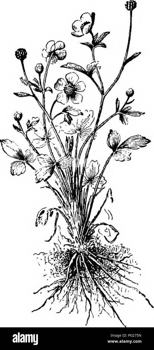 . Beginners' botanique. La botanique. La racine-LES FORMES DE RACINES 33 un axe dans lequel le côté racines peuvent Direction générale. Le côté ou de propagation de racines sont généralement plus petites. Ces plantes qui ont un système racinaire sont dites touchez enracinés. Des exemples sont la luzerne, trèfle rouge, betterave, navet, radis, la bardane, le pissenlit, le caryer (Figs. 32, 33). Un système racinaire fibreux est celui qui est composé de nombreuses branches minces presque égale. Le plus grand nombre de plantes ont des racines fibreuses. Les exemples sont nombreux de graminées, blé, avoine, maïs. Le buttercup dans Fig. 34 a un système racinaire fibreux. Beaucoup d'arbres ont une forte sur-root lorsque de très Banque D'Images