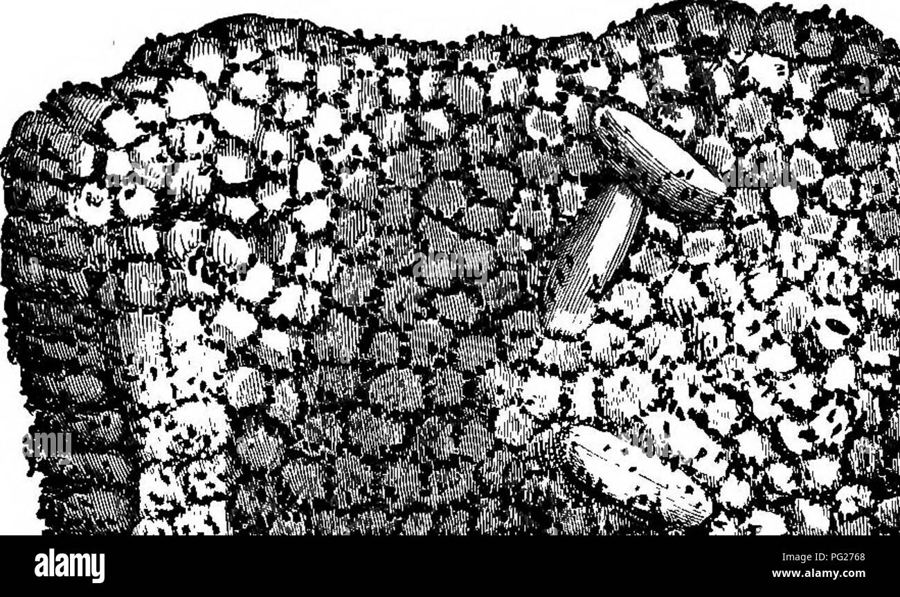 . Sur la ruche Langstroth &AMP ; abeille. Les abeilles. 494 ENNEMIS DES ABEILLES. cocoons, ils semblent même savourer la fibre ligneuse, pour qu'ils mangent souvent dans le bois des cadres ou de l'urticaire dans lequel ils sont autorisés à se propager, tandis que comb-fondation reste presque intact par eux.. ,,,.-- *(Â Â ni,FV ;. .-Im, iV'T â â¢TIIS â ^»*.§ ;. '^^^' â ¢&lt;e -aÂ"3SS* Fig. 219. Fil PAR LAEVAE COCONS DE PAPILLONS de l'apiculture. Â" 808. Lorsque l'obligation de voler leur séjour au milieu d'une forte colonie d'abeilles, ils ont rarement bien assez pour atteindre la taille de laquelle ils atteignent lors d'émeutes à plaisir parmi les. Veuillez noter que ces droit Banque D'Images