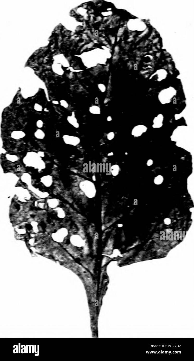 . Insectes nuisibles : la manière de reconnaître et de les contrôler . Les insectes nuisibles ; les insectes nuisibles. 160 nuisibles du GARhEX AXLi GRANDES CULTURES. Les larves de tliis espèces se nourrissent sur les feuilles. Ils sont l'un quart de pouce de long à maturité,. Veuillez noter que ces images sont extraites de la page numérisée des images qui peuvent avoir été retouchées numériquement pour plus de lisibilité - coloration et l'aspect de ces illustrations ne peut pas parfaitement ressembler à l'œuvre originale.. O'Kane, Walter Collins, b. 1877. New York : The Macmillan Company Banque D'Images