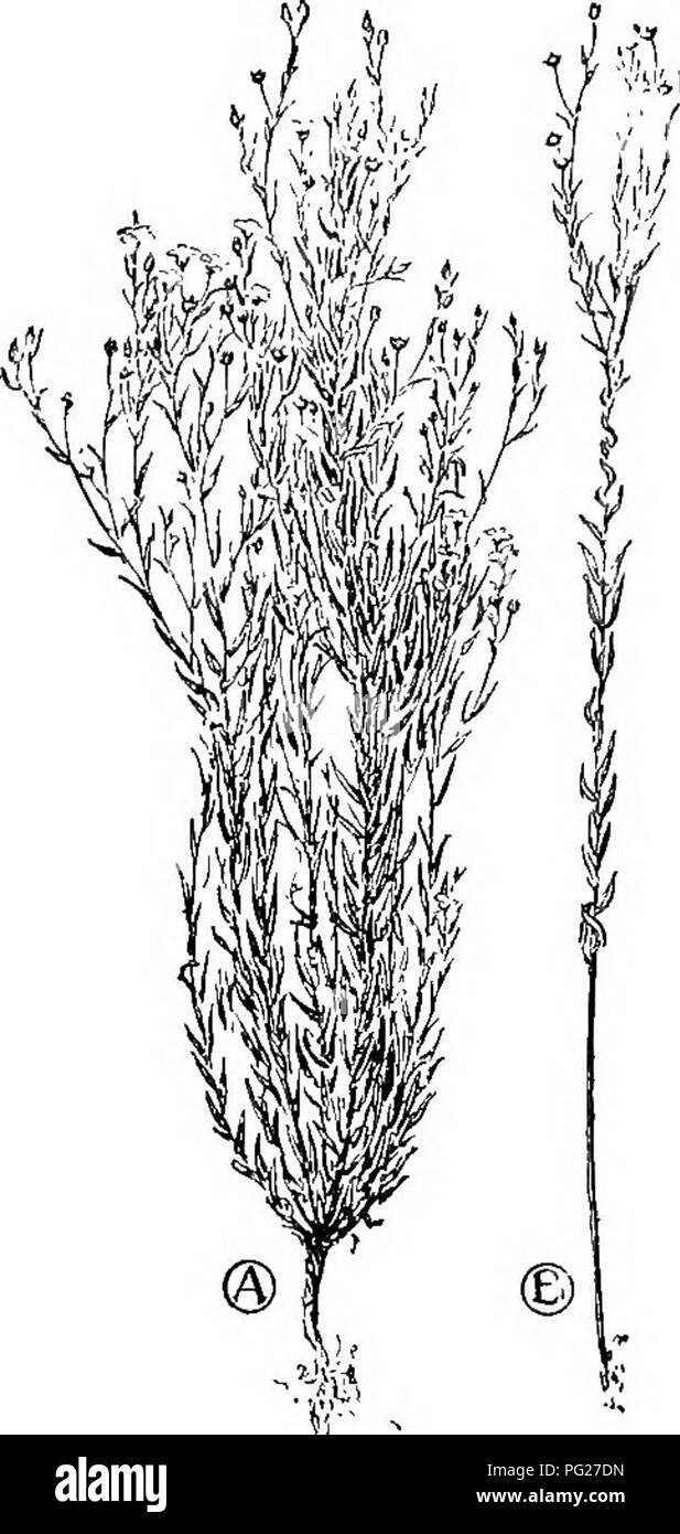 Ce livre d'introduction à la botanique couvre les concepts de base de la science des plantes, y compris le processus de sélection pour améliorer les traits des plantes. Il explique comment les individus peuvent sélectionner les meilleures plantes au fil des générations pour améliorer les qualités telles que la production de graines ou de fibres, avec des exemples comme la sélection du lin. Le livre met en évidence la sélection naturelle et artificielle en sélection végétale. Banque D'Images