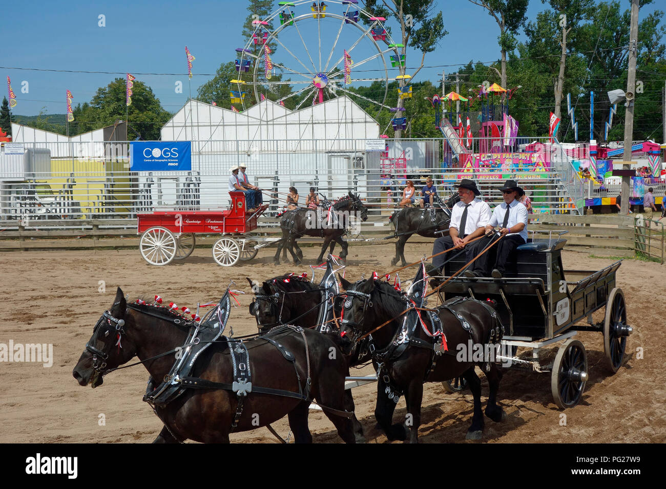 Chevaux percherons tirant une charrette à un county fair Banque D'Images