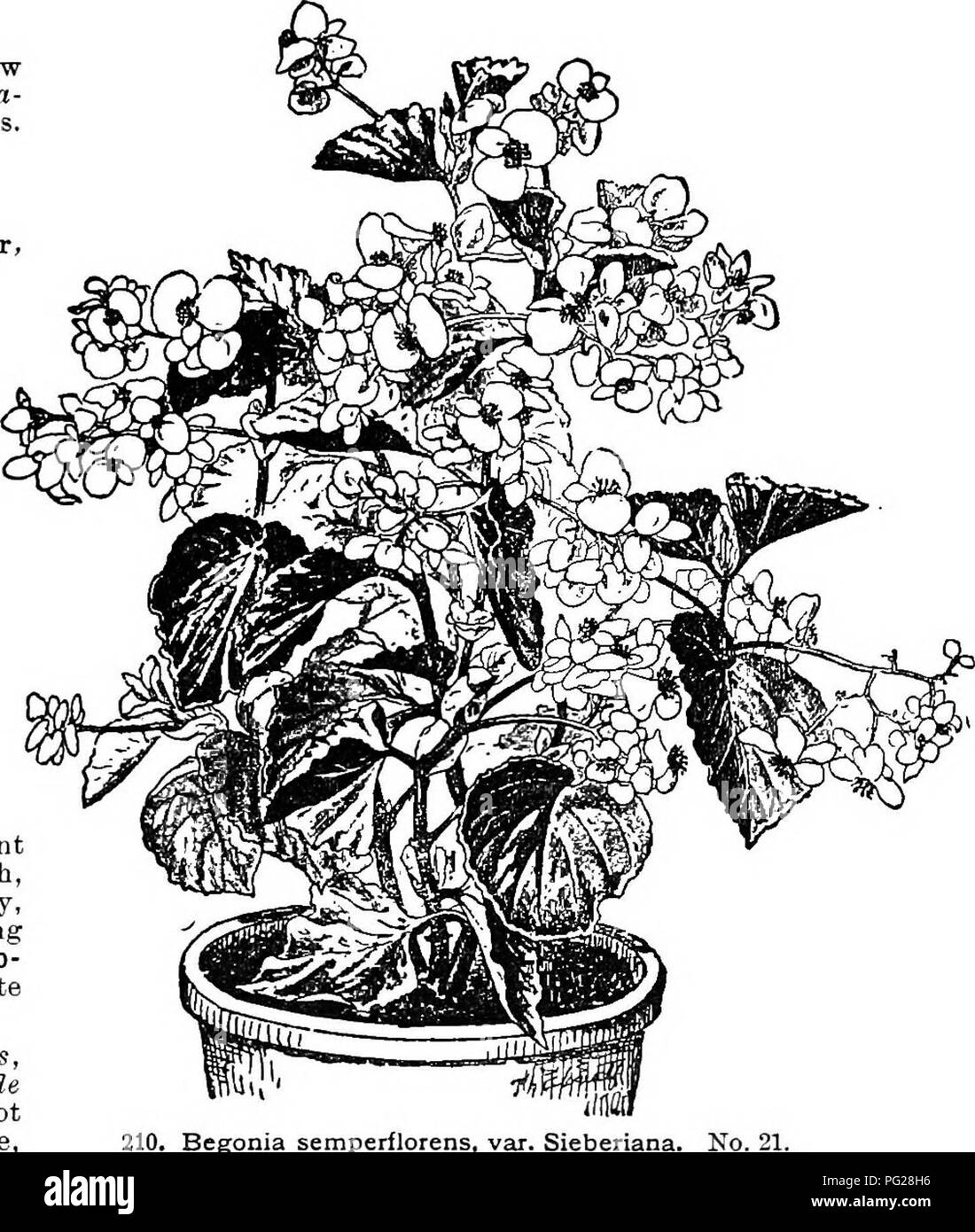 . Cyclopedia of American horticulture, comprenant des suggestions pour la culture de plantes horticoles, les descriptions des espèces de fruits, légumes, fleurs et plantes ornementales vendues aux États-Unis et au Canada, ainsi que des notes biographiques et géographiques. Le jardinage. 209. Begonia semperflorens. A récemment frappé la coupe. Pour montrer la précocité de floraison. No 20. écarlate, les mâles avec les femelles je pétales, avec 5 pétales. La nouvelle Grenade. B.M.4281. Var. miniAta, Linden (5.- barlna cinna, Hort.), ne varie que d'avoir de couleur chair slj. B.H. 1855 : 221. F.S. 8 : 787. EK. Le SLJ. Blanc ou whit Banque D'Images