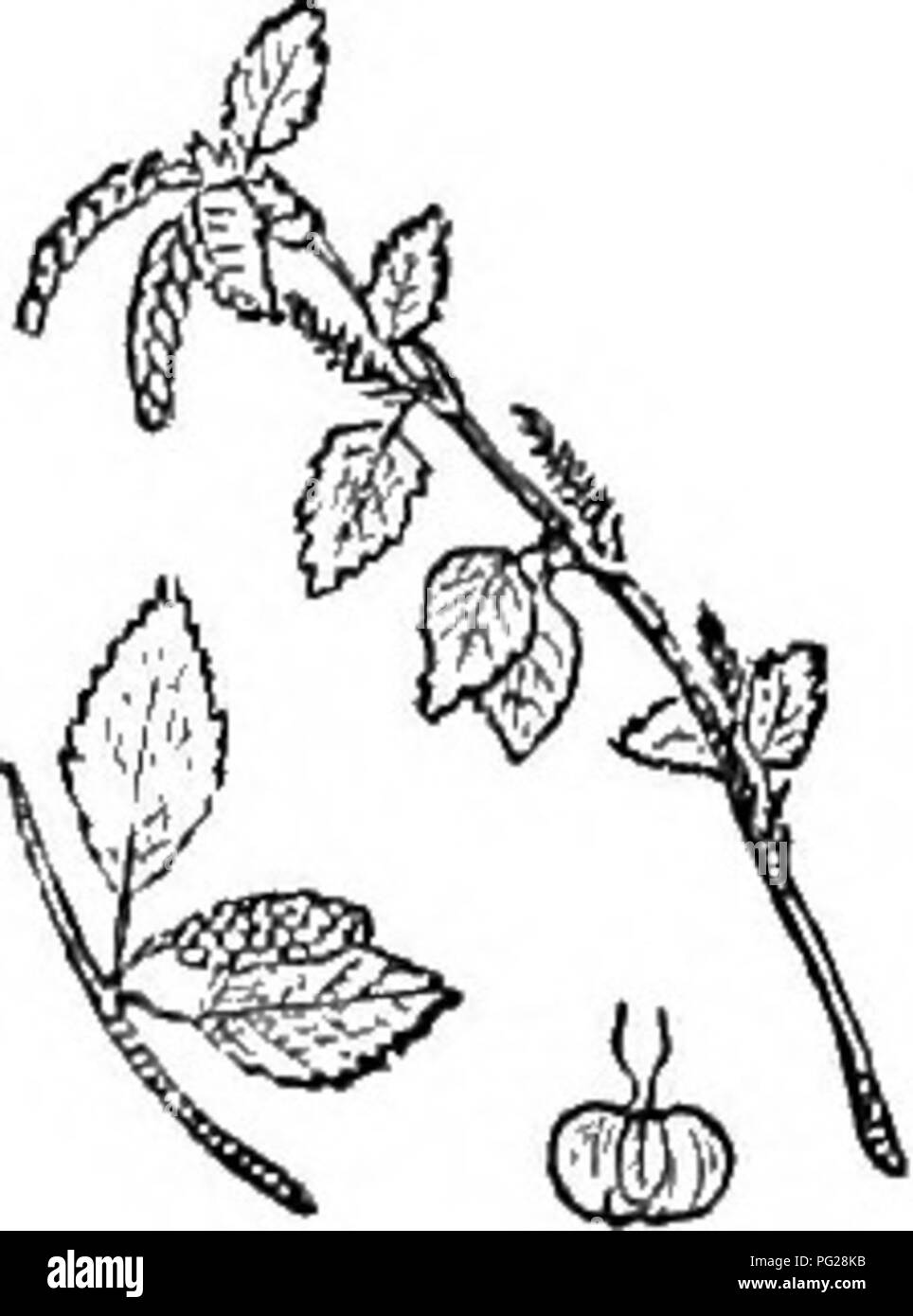 Ce livre fournit un aperçu concis des arbres et arbustes robustes en Grande-Bretagne, à la fois indigènes et étrangers. Il comprend des descriptions scientifiques et pratiques de diverses espèces, de leur culture, de leurs utilisations et de leurs techniques de propagation. C'est une ressource essentielle pour comprendre les espèces d'arbres et d'arbustes britanniques. Banque D'Images